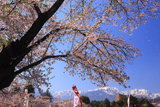 大町西小学校の桜