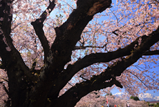 大町西小学校の桜