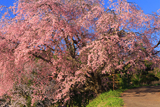 番所の桜