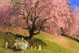番所の桜
