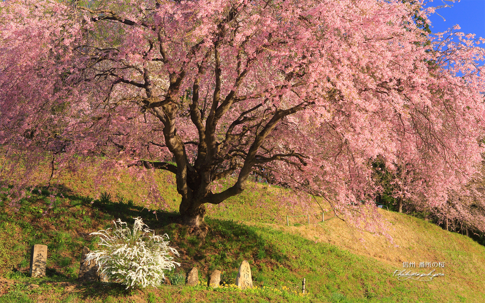 番所の桜