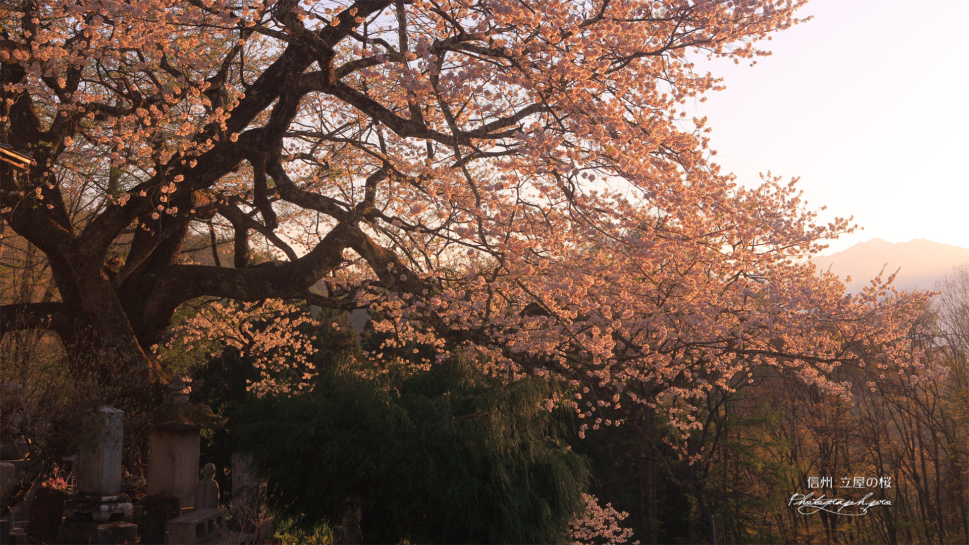 立屋の桜
