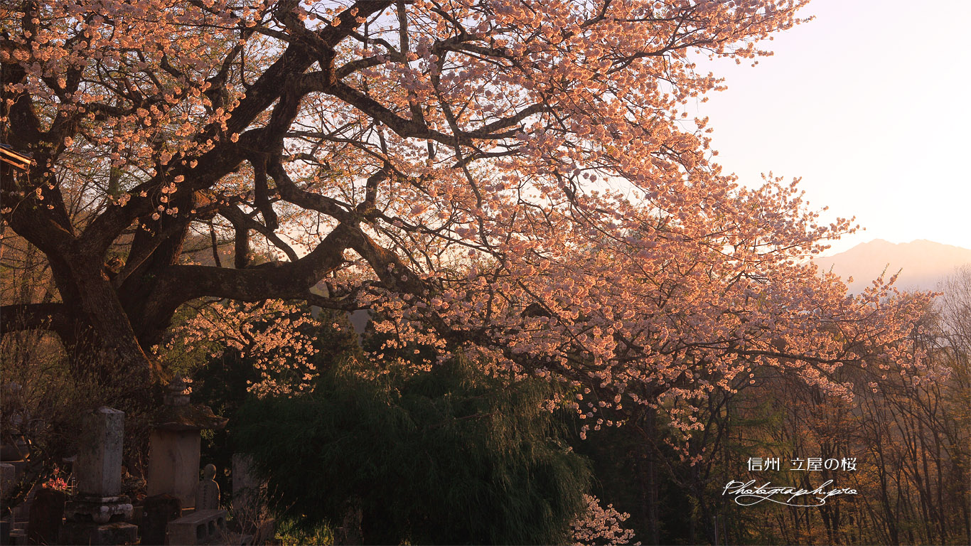 立屋の桜 壁紙