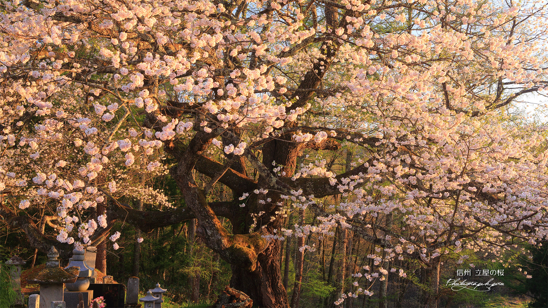立屋の桜