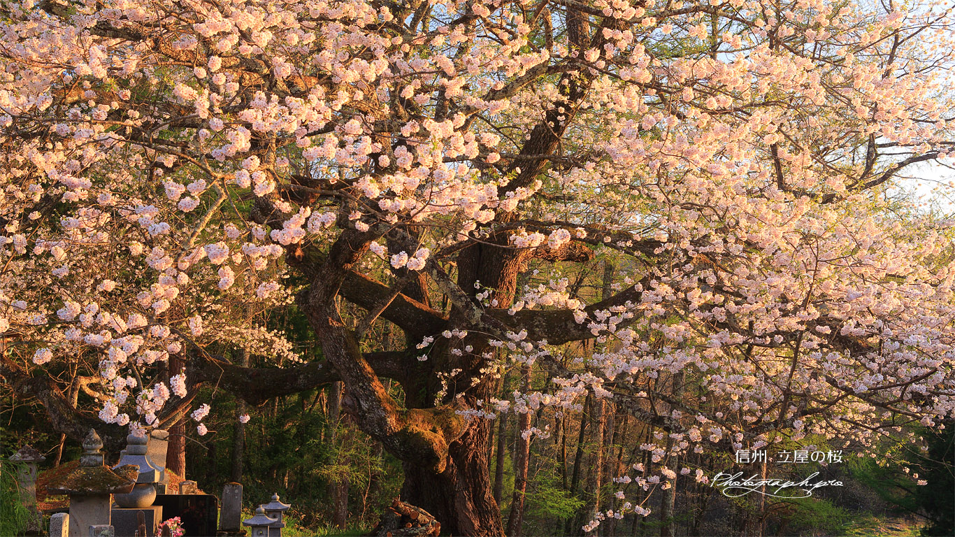 立屋の桜 壁紙