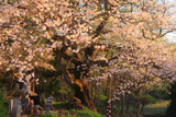 立屋の桜