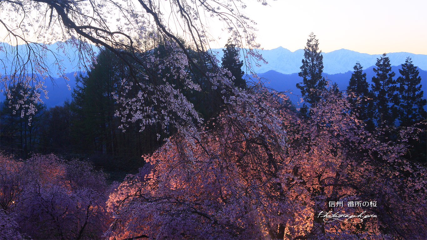 番所の桜 壁紙