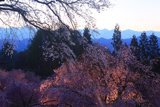 番所の桜