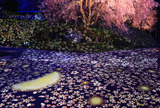 番所の桜