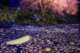 番所の桜