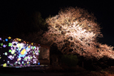 立屋の桜