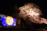 立屋の桜