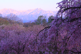 立屋の桜