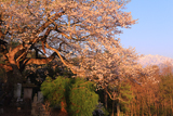 立屋の桜