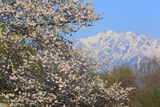 立屋の桜