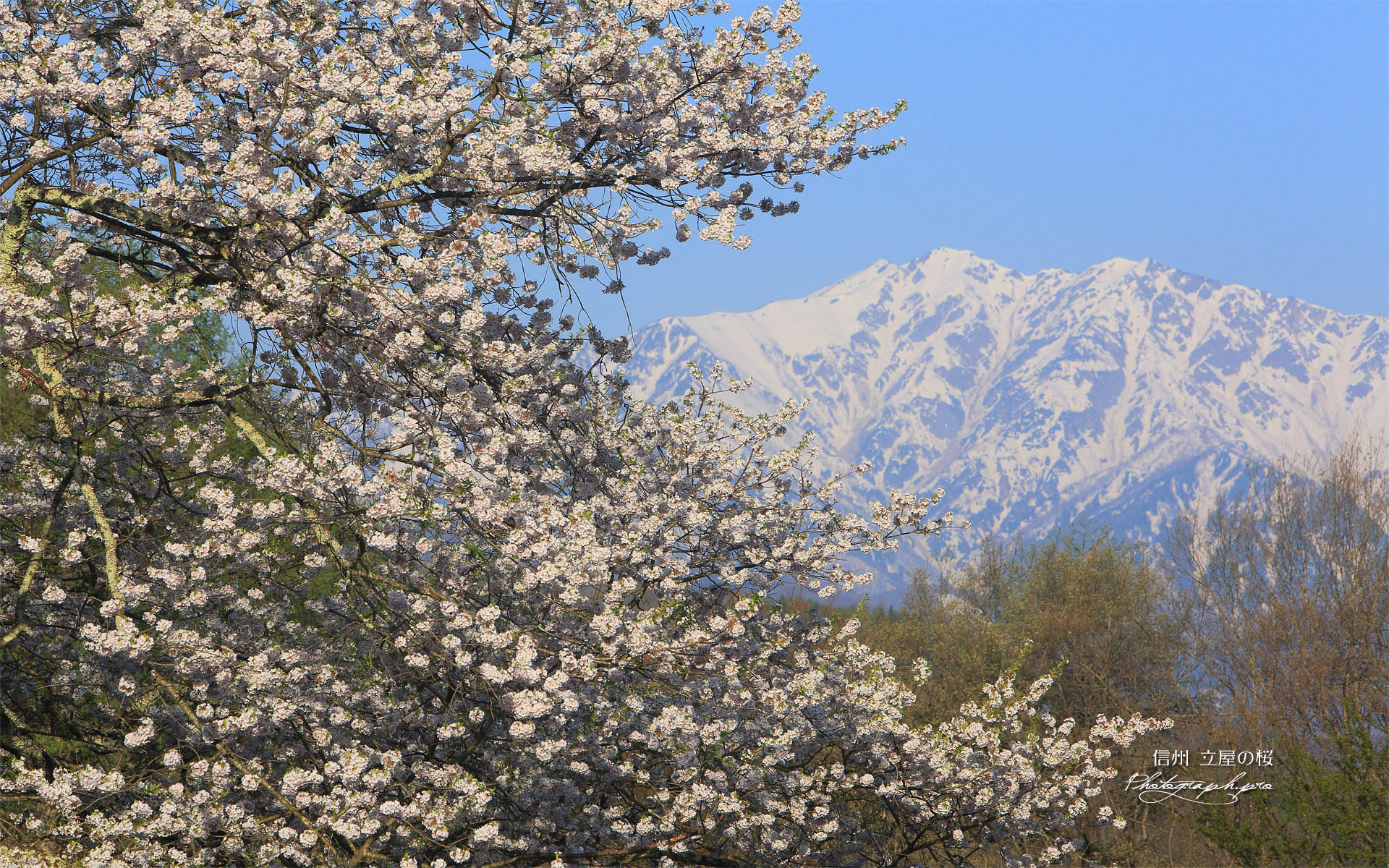 立屋の桜
