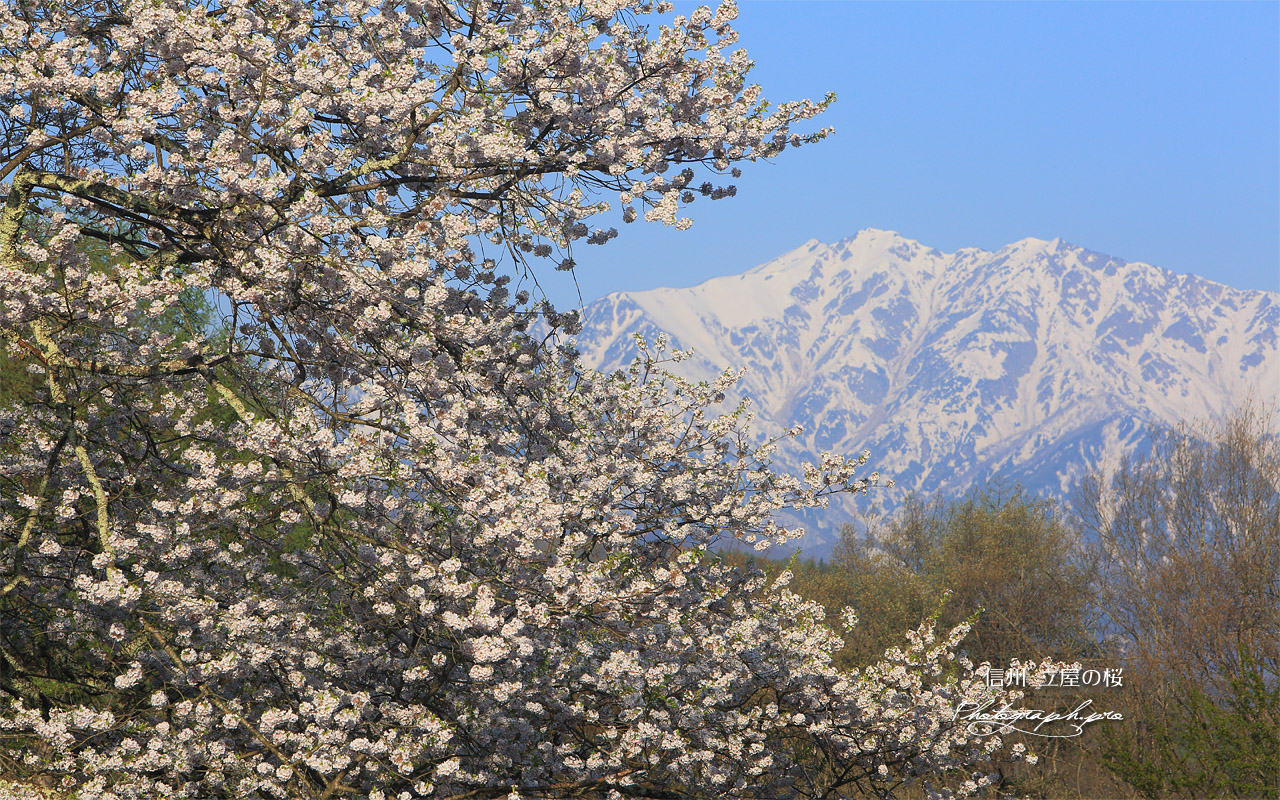 立屋の桜 壁紙
