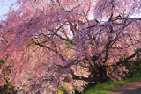 番所の桜