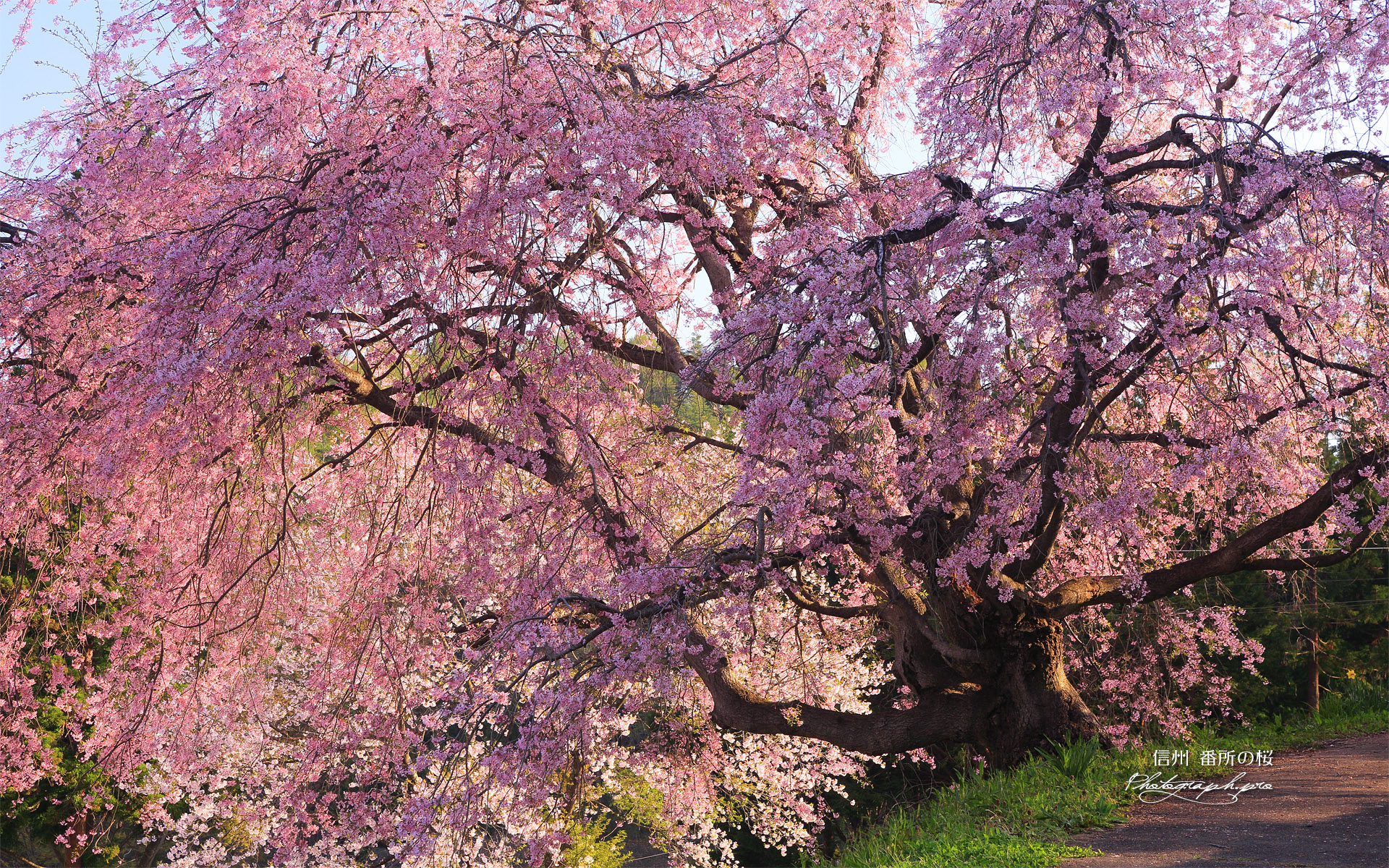 番所の桜