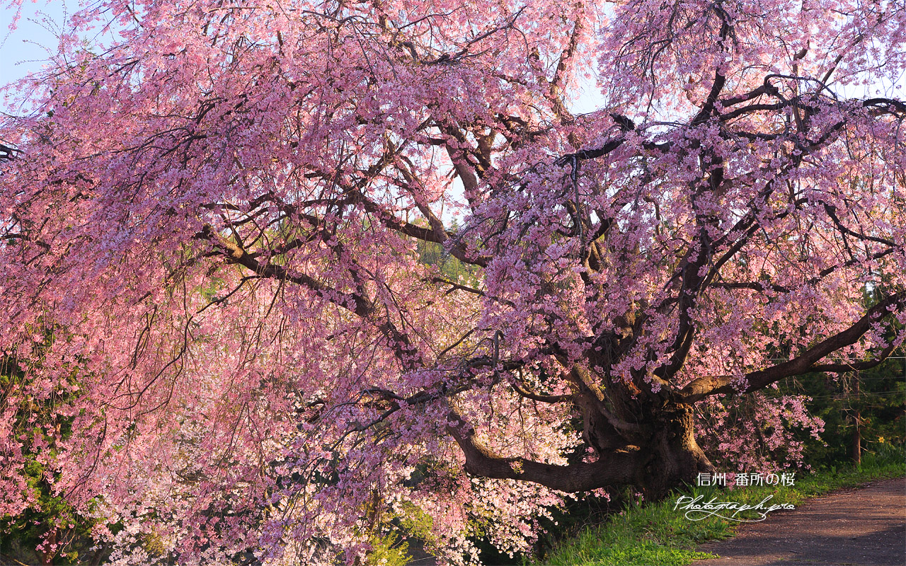 番所の桜 壁紙