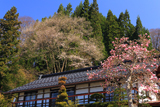 金刀毘羅神社神代桜