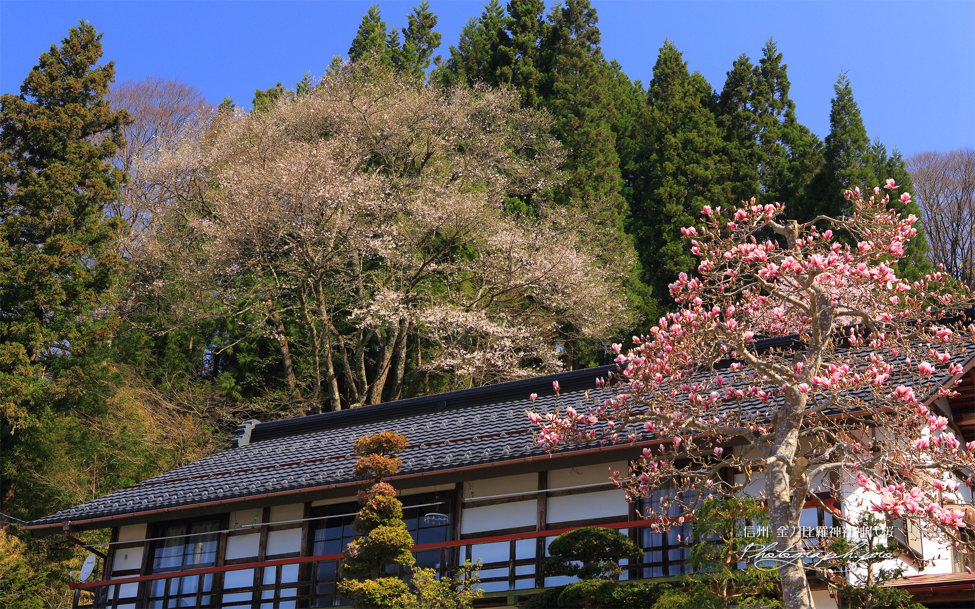 金刀毘羅神社神代桜