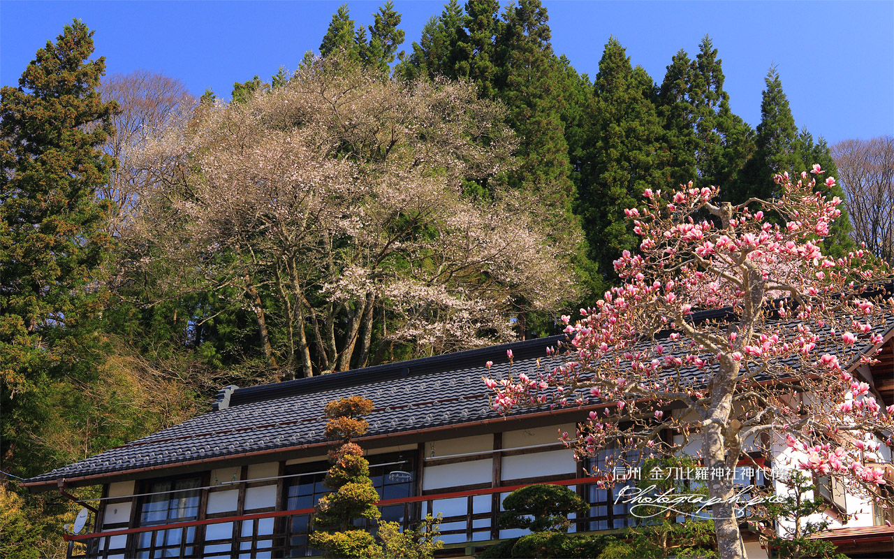 金刀毘羅神社神代桜 壁紙