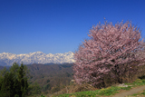 星と緑のロマントピアの桜
