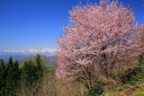 星と緑のロマントピアの桜
