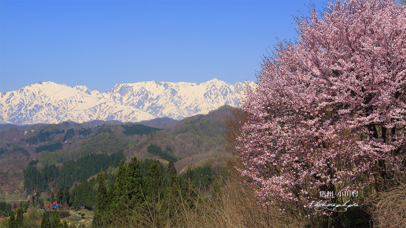 星と緑のロマントピアの桜 壁紙