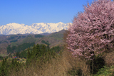星と緑のロマントピアの桜