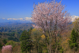 小川天文台の一本桜
