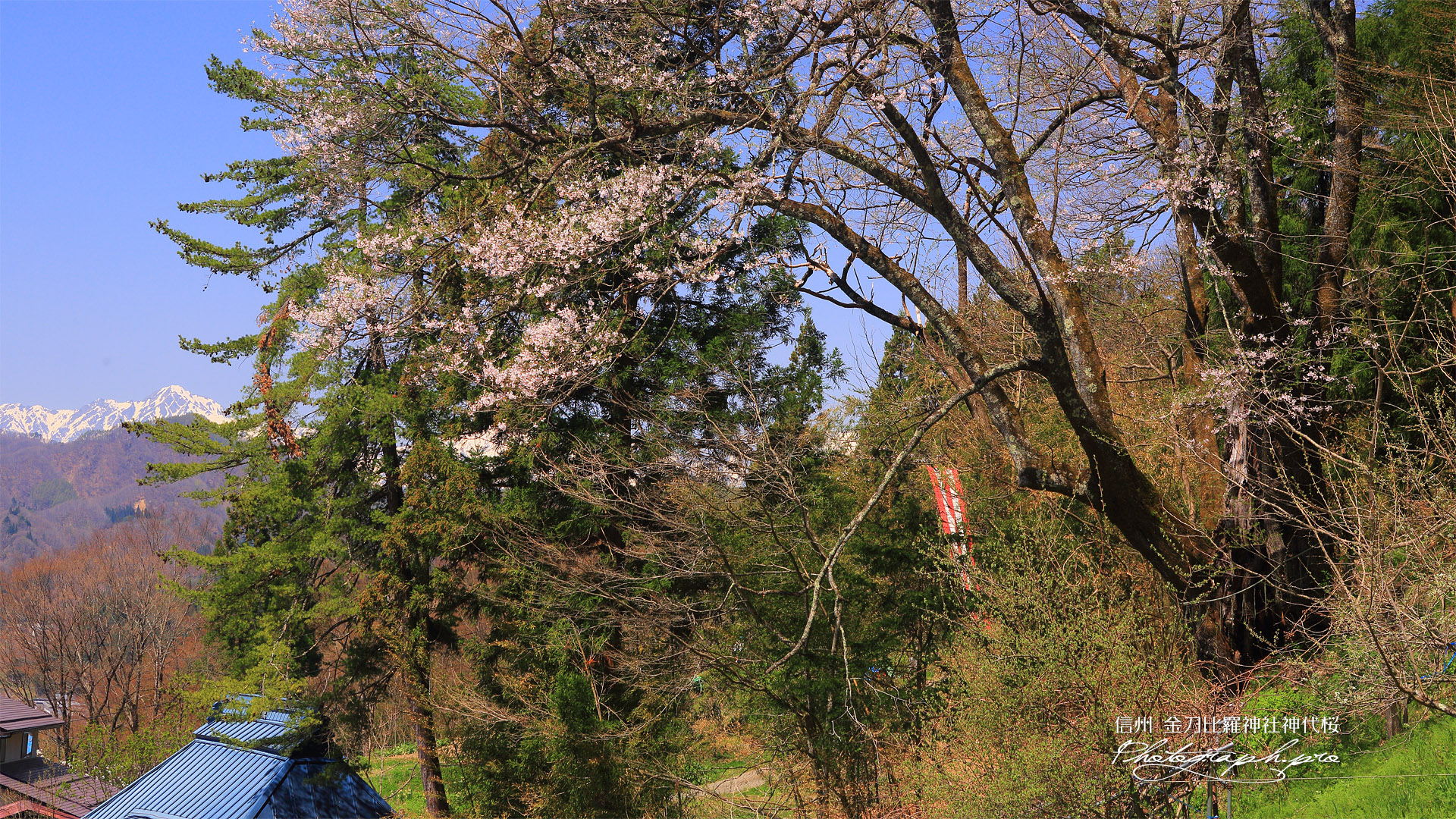 金刀比羅神社神代桜