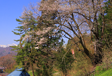 金刀比羅神社神代桜