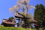 建代の桜