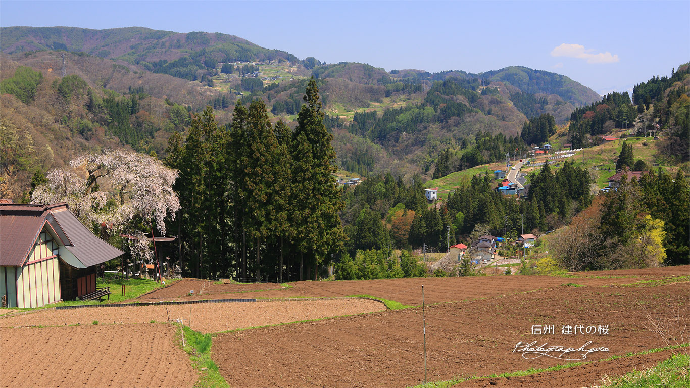 建代のしだれ桜 壁紙