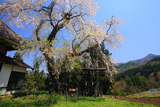 建代の桜