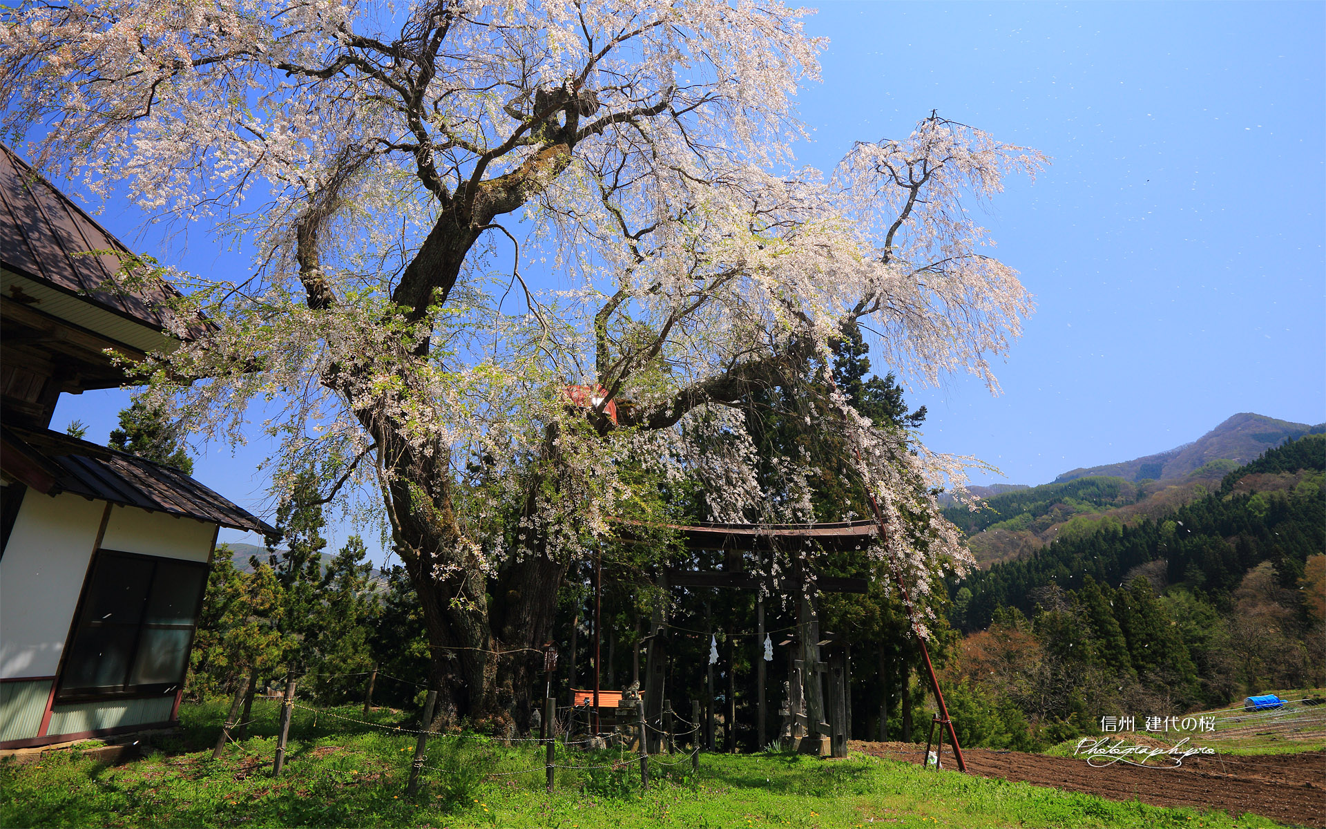 建代の桜