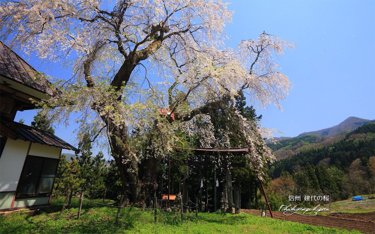 建代の桜 壁紙