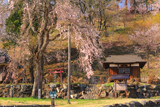 伝行山の徹燃桜