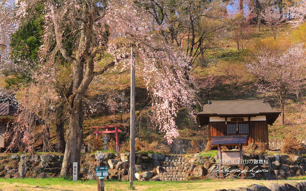伝行山の徹燃桜 壁紙