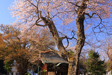 八方薬師堂の江戸彼岸桜