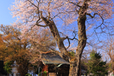 八方薬師堂の江戸彼岸桜