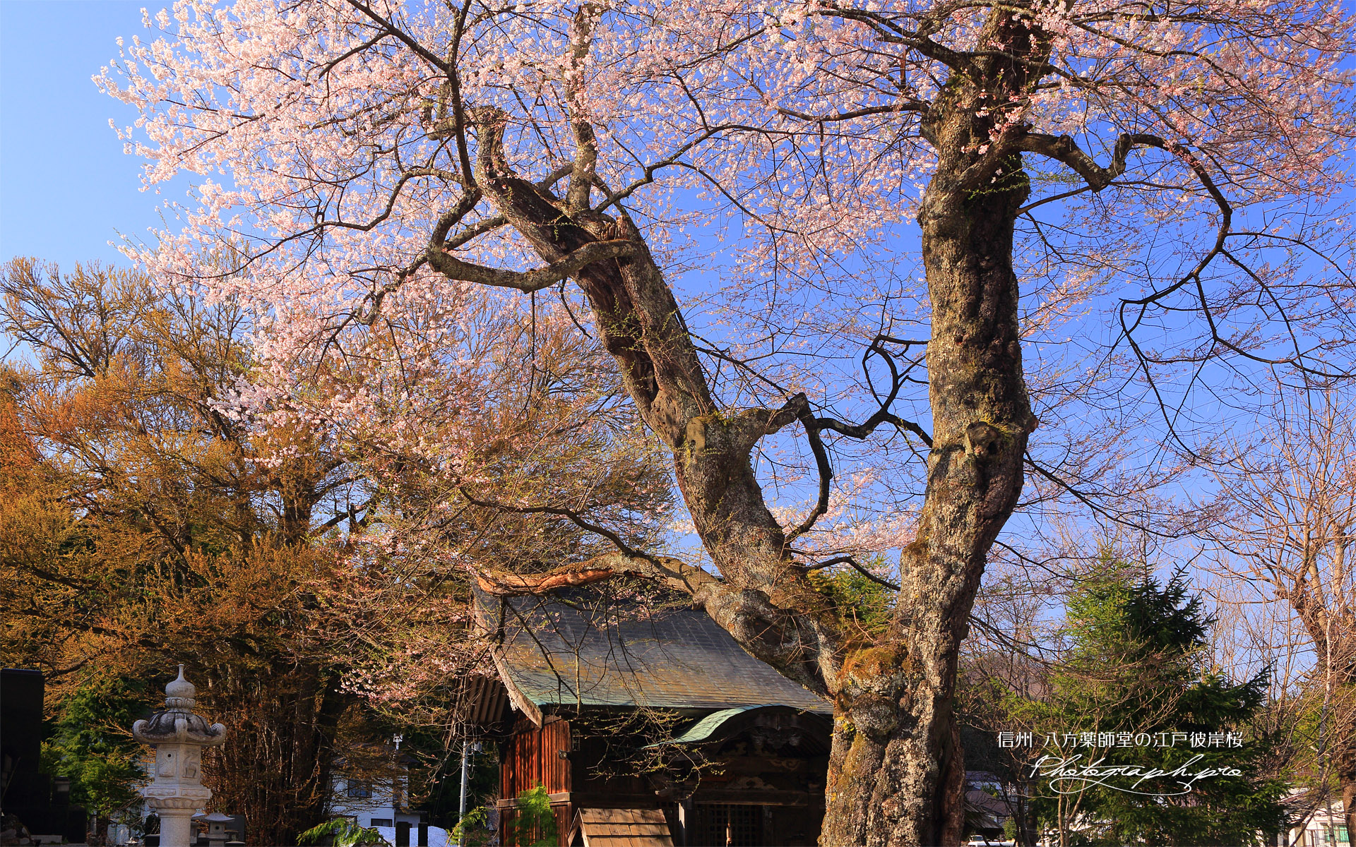 八方薬師堂の江戸彼岸桜
