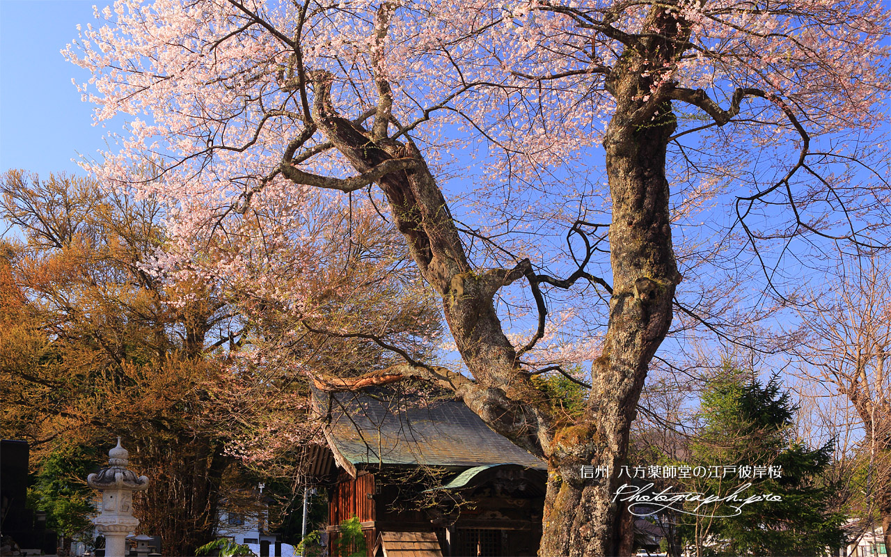 八方薬師堂の江戸彼岸桜 壁紙