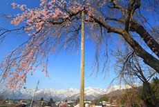 伝行山の徹燃桜
