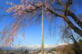 伝行山の徹燃桜