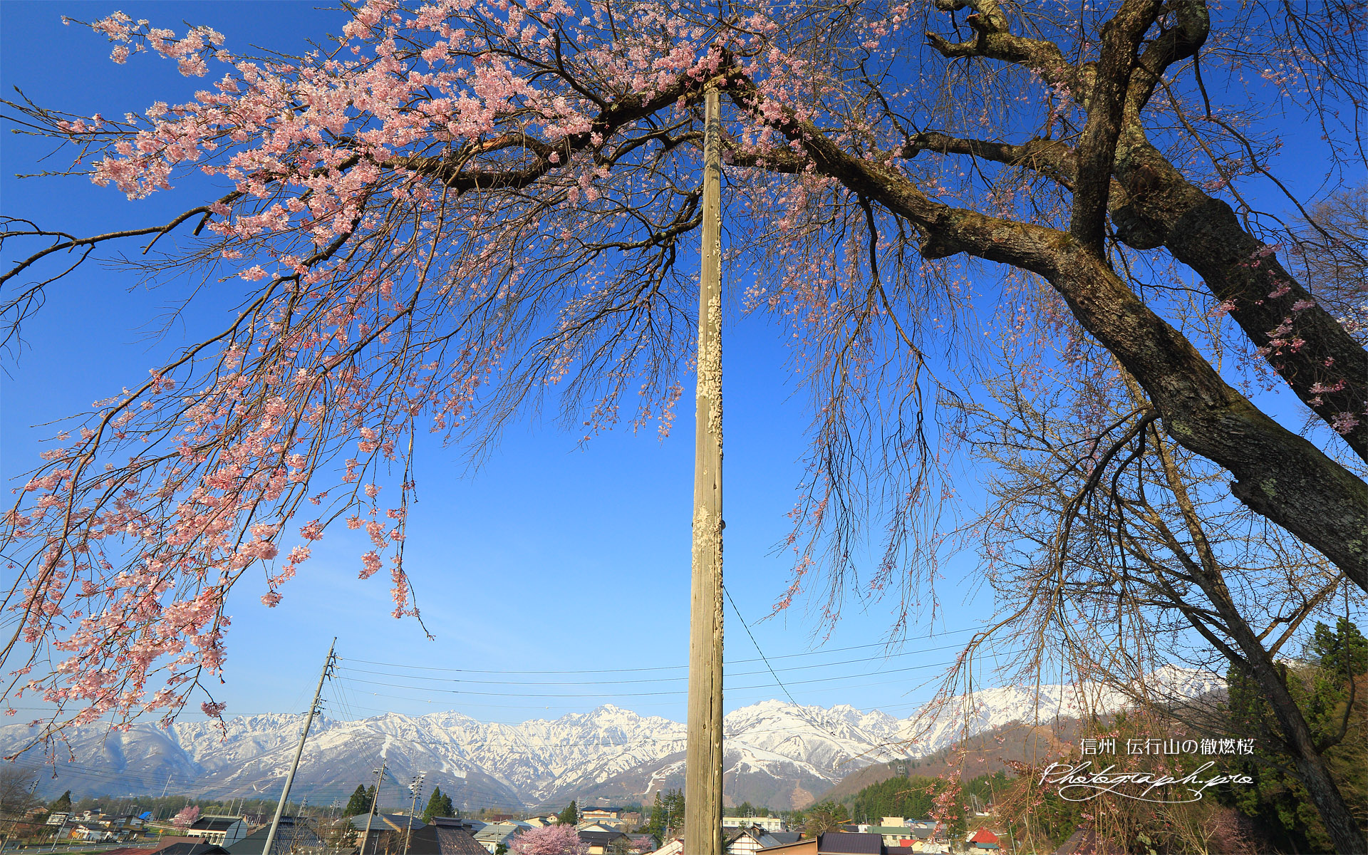 伝行山の徹燃桜