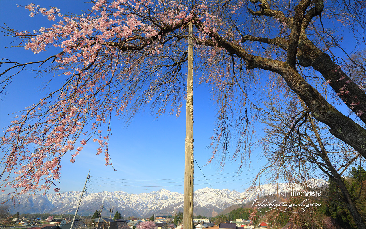 伝行山の徹燃桜 壁紙