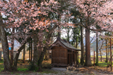 深沢十郎様の大山桜